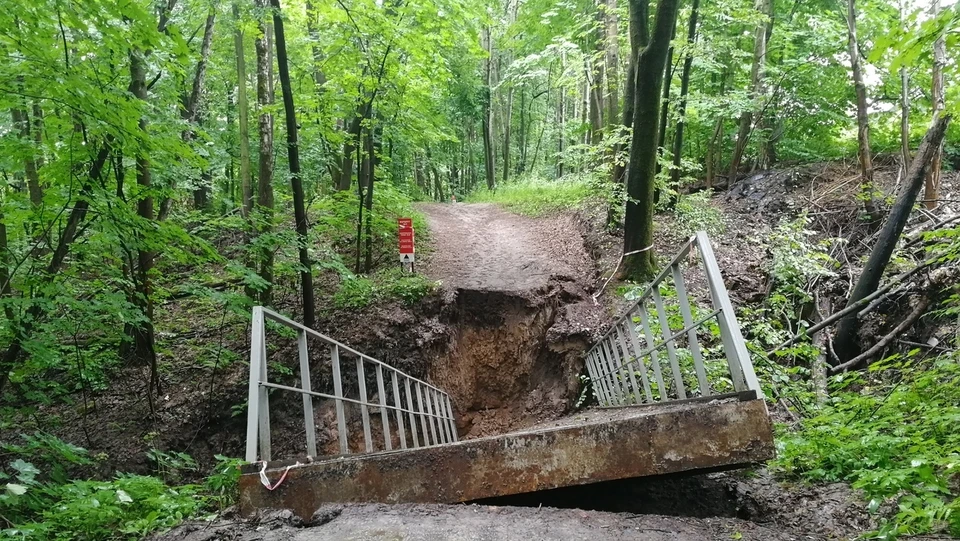 Роща соловьи брянск фото