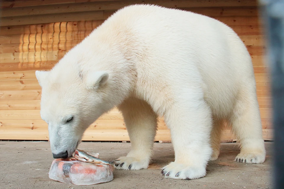 Белые мишки из петербургского зоопарка в жару едят ледяной торт. Фото: spbculture.ru