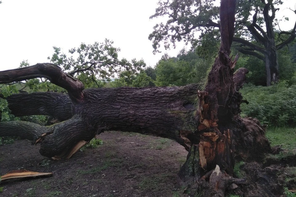 Фото Поваленных Деревьев