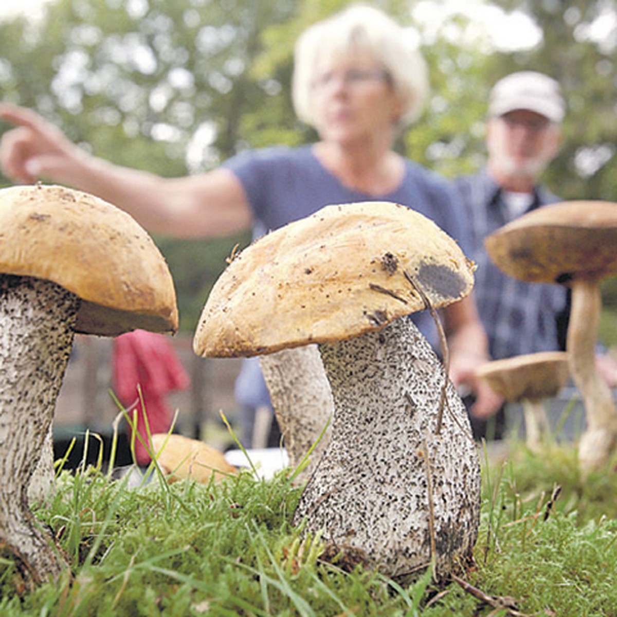 Как посадить лесные грибы у себя на участке