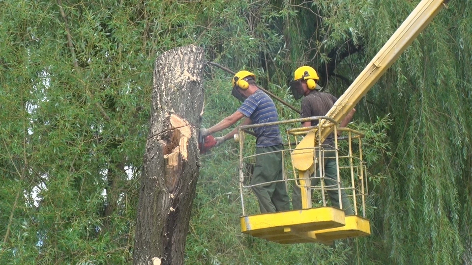 В Донецке обновили деревья
