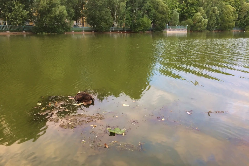 Мертвых уток петербуржцы нашли в водоеме Таврического сада. Фото: группа ВКонтакте "Центральный район за комфортную среду обитания".