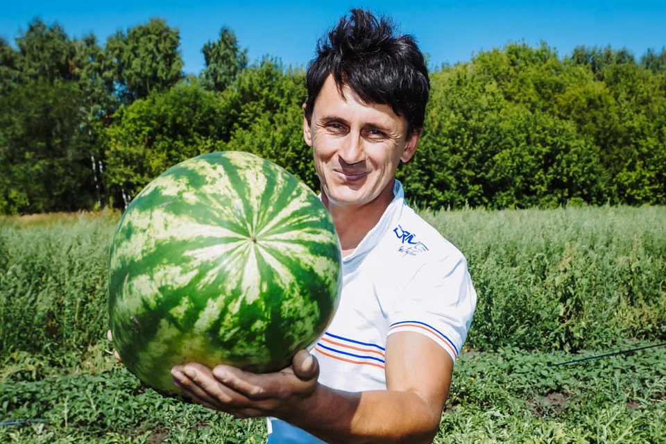 Владимир Исаев уже больше 20 лет занимается выращиванием арбузов. За этот срок он пробовал выращивать десятки сортов