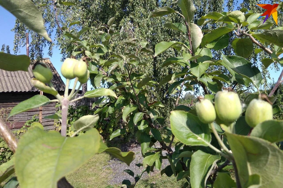 Почему не плодоносит яблоня