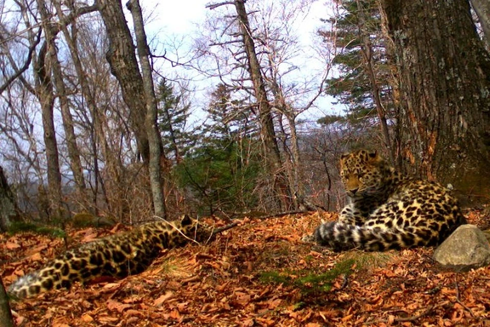 Леопардэсса Грация и её котенок. Фото: нацпарк "Земля леопарда".