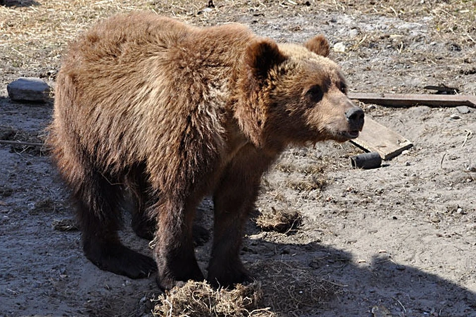 Голодные медведи покушаются на урожай дачников в Карелии