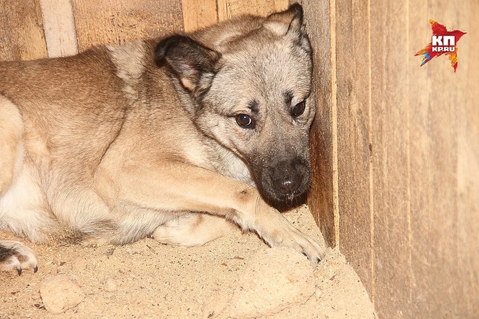 Власти уже пять лет не могут закрыть собачий концлагерь в Нижегородской области.