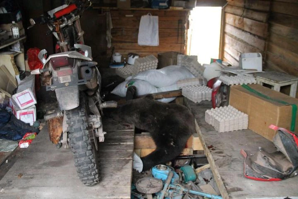 Полицейские убили медведя в Усть-Куте, чтобы спасти женщину. Фото: группа в соцсетях ТРК Диалог