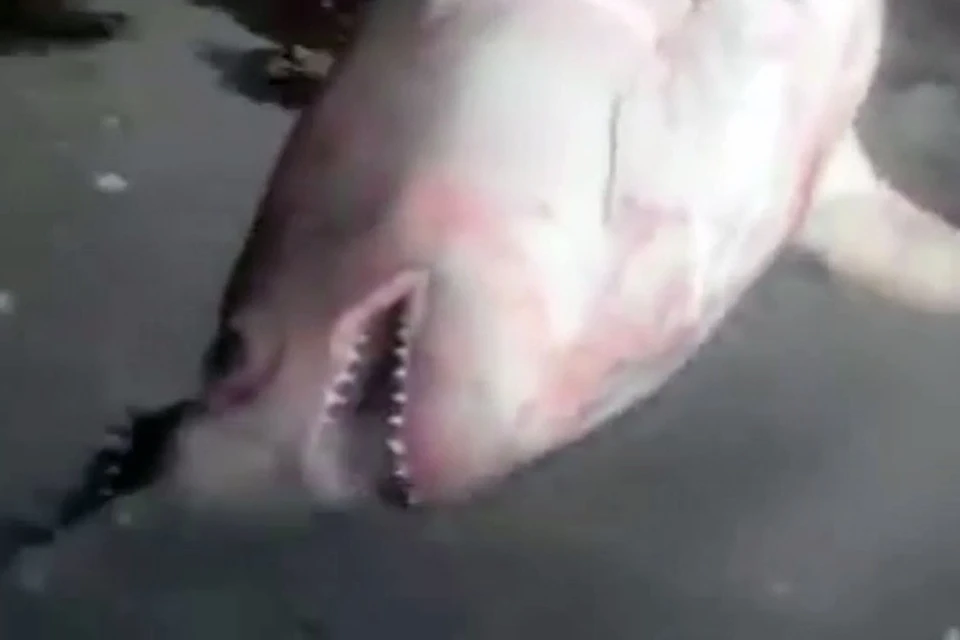 В Дудинке акула не попалась в сеть рыбакам: видео снято в Хабаровском крае. Фото: стоп-кадр видео