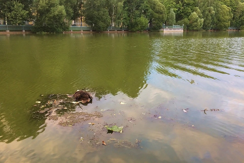Мертвых уток петербуржцы нашли в водоеме Таврического сада. Фото: группа ВКонтакте "Центральный район за комфортную среду обитания".