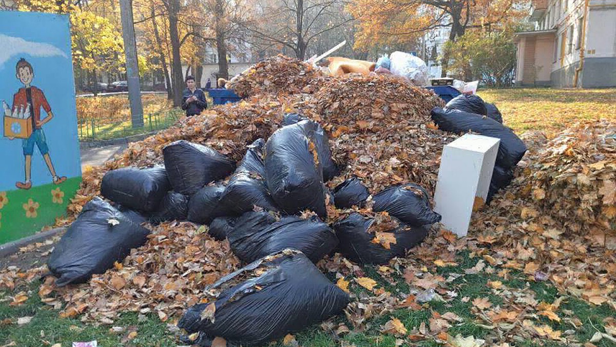 Почему москвичи воюют с коммунальщиками за опавшие листья - KP.RU