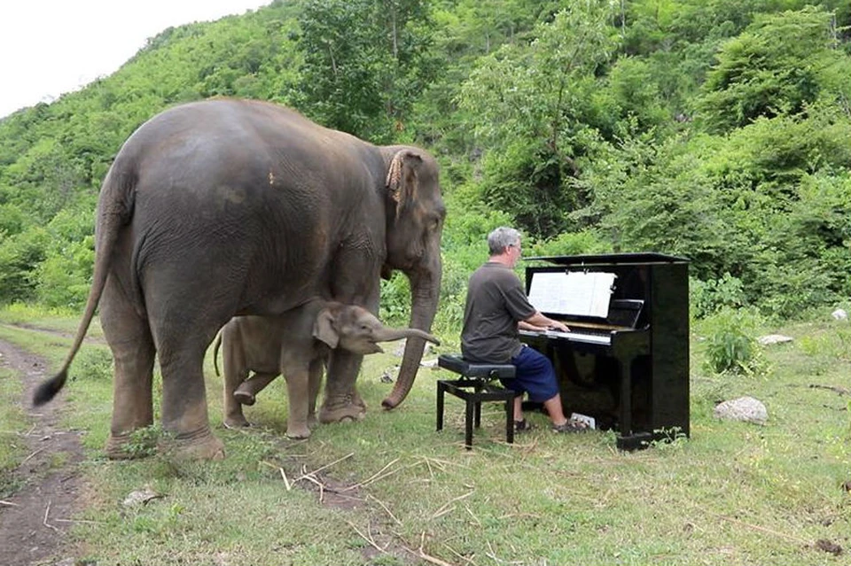 Слоны - благодарные слушатели. Фото: facebook.com/PaulBartonPiano/