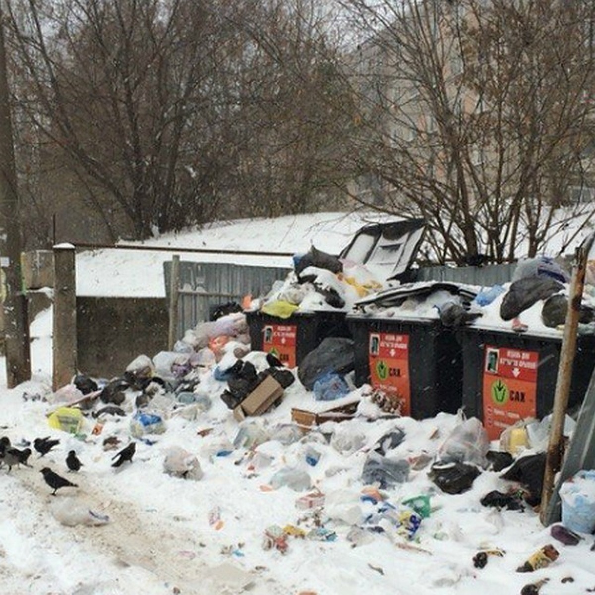 Запомни и расскажи другу: куда в Коми жаловаться на мусор - KP.RU