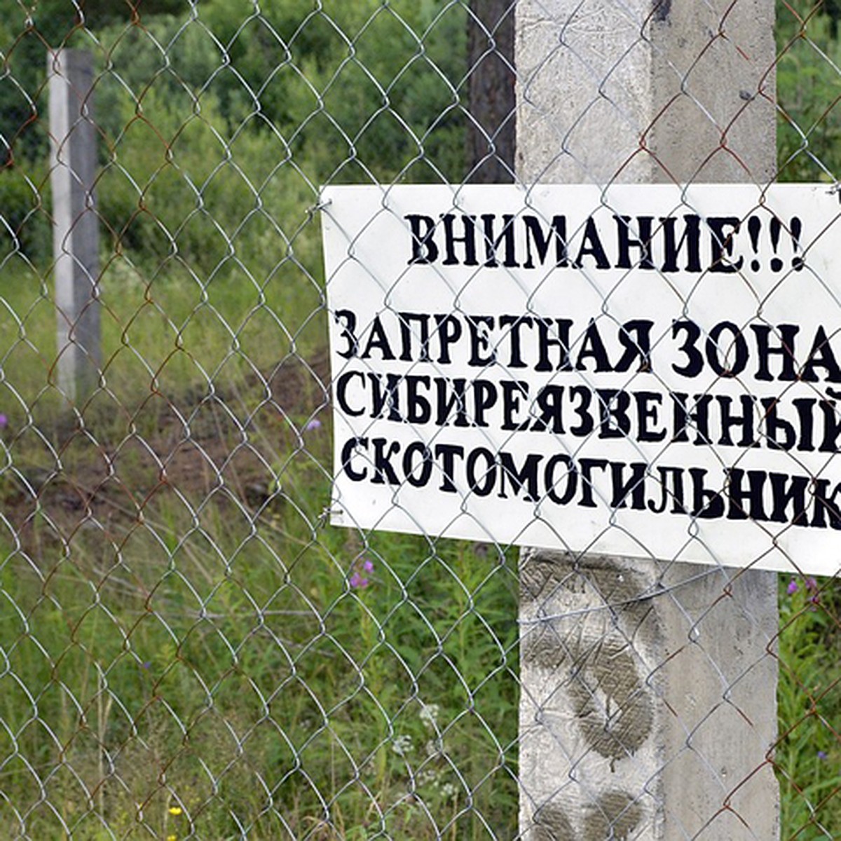 Под Нижним Новгородом украли забор вокруг скотомогильника с сибирской язвой  - KP.RU