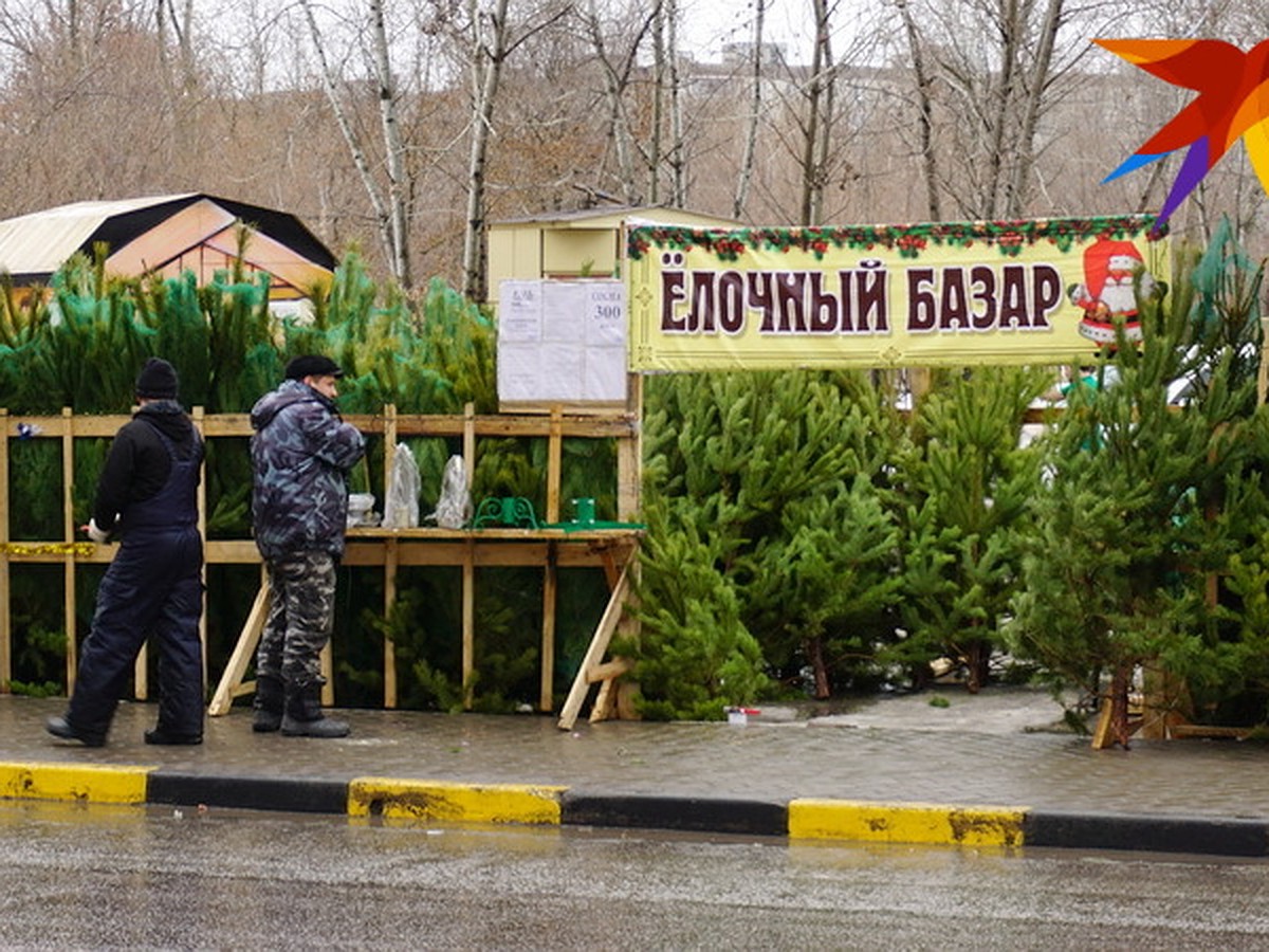 Елочные базары 2018 в Воронеже: где купить елку на Новый год - адреса и  советы по выбору - KP.RU