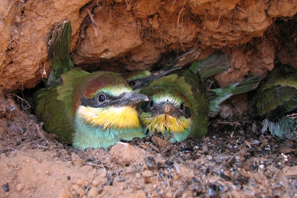 Нижегородскому орнитологу удалось сфотографировать редких птиц под землей