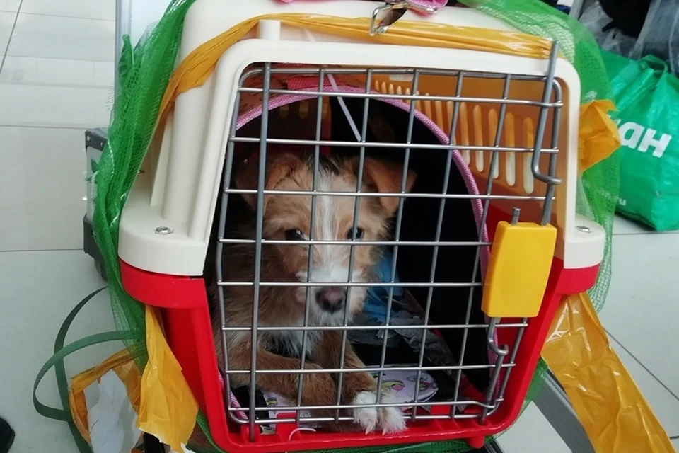По дороге в Екатеринбург из Китая щенок больше суток провел в перевозке. Фото: Елена Овсянникова