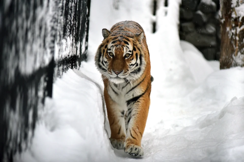 Молодой тигр вышел из тайги и угрожает жителям сел Хабаровского края и их домашним животным
