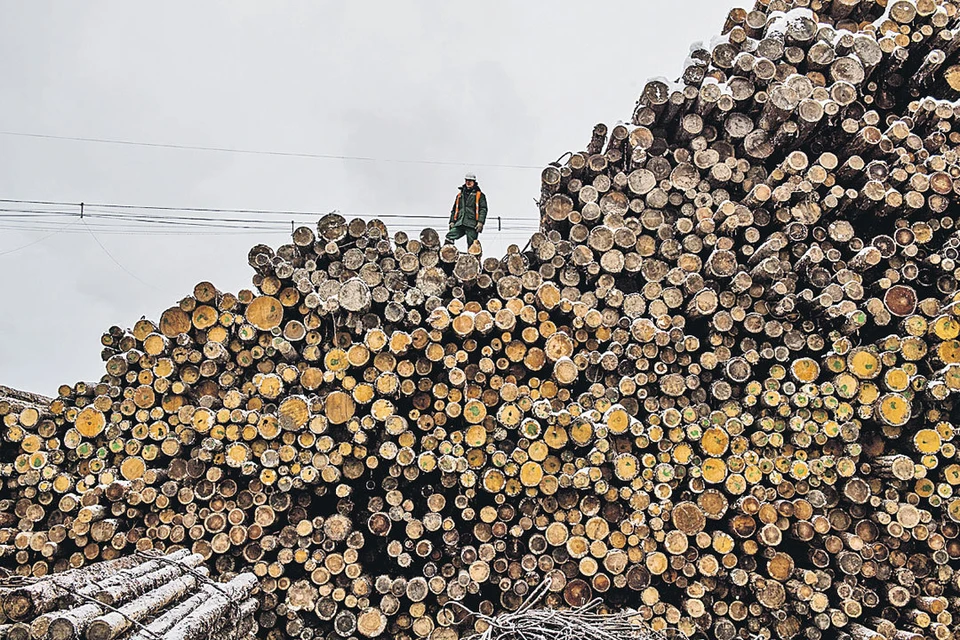 Лесной бизнес стоит на идее «Тайги на Руси много - всю не вырубишь».
