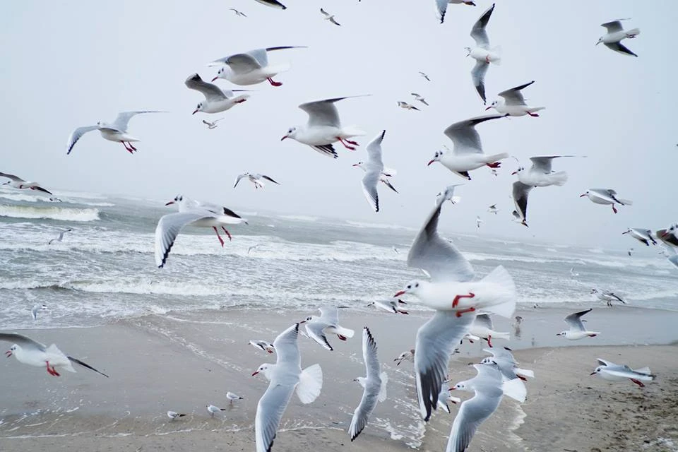По словам активиста, к концу осени чайки полиняют и снова станут привычного серо-белого цвета.