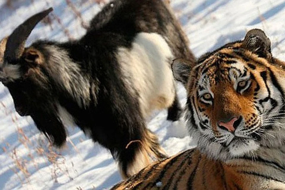 Отдать нельзя оставить: Приморье и Хабаровский край не могут поделить знаменитого тигра. Фото: Приморский Сафари-парк