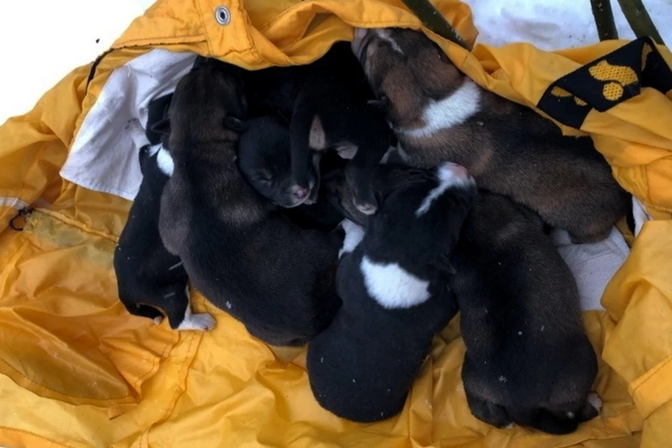Из десяти щенков выжили только пять. Фото: Елена Зиновьева.