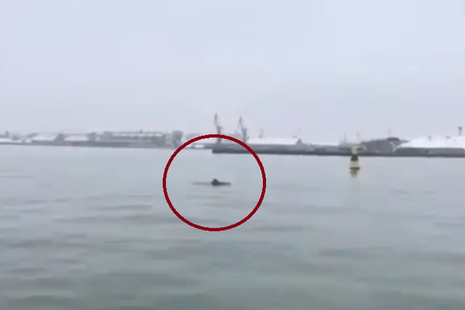 Первоначально дельфинов заметили возле Лиепаи.