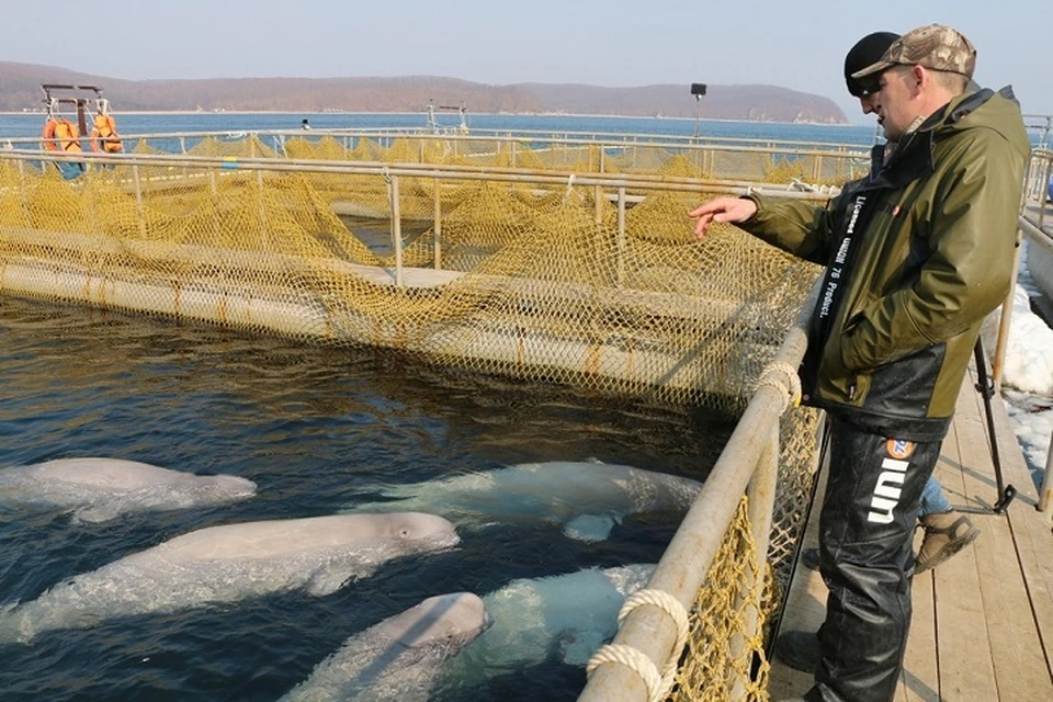 К «китовой тюрьме» в Приморье приковано внимание всего мира. Фото: «Экологическая вахта Сахалина».
