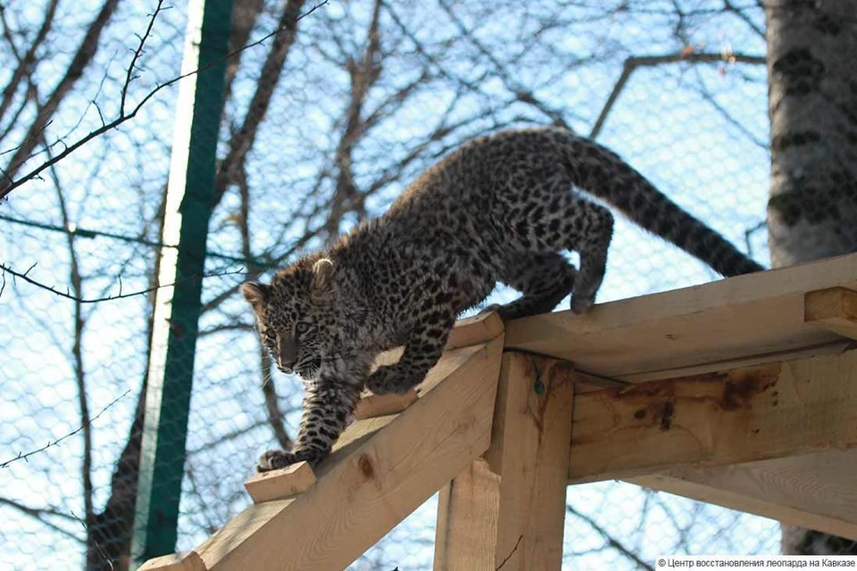 Леопарды в Сочи Фото: Центр восстановления леопарда на Кавказе