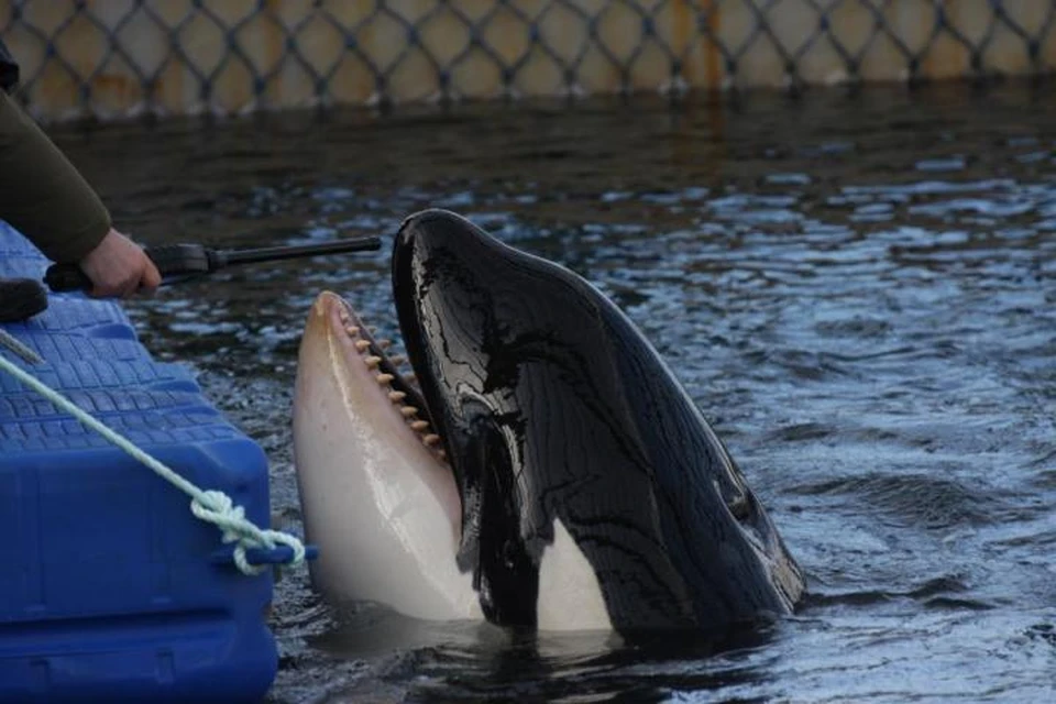 Косаткам в китовой тюрьме становится все хуже. Фото: ecosakh.ru