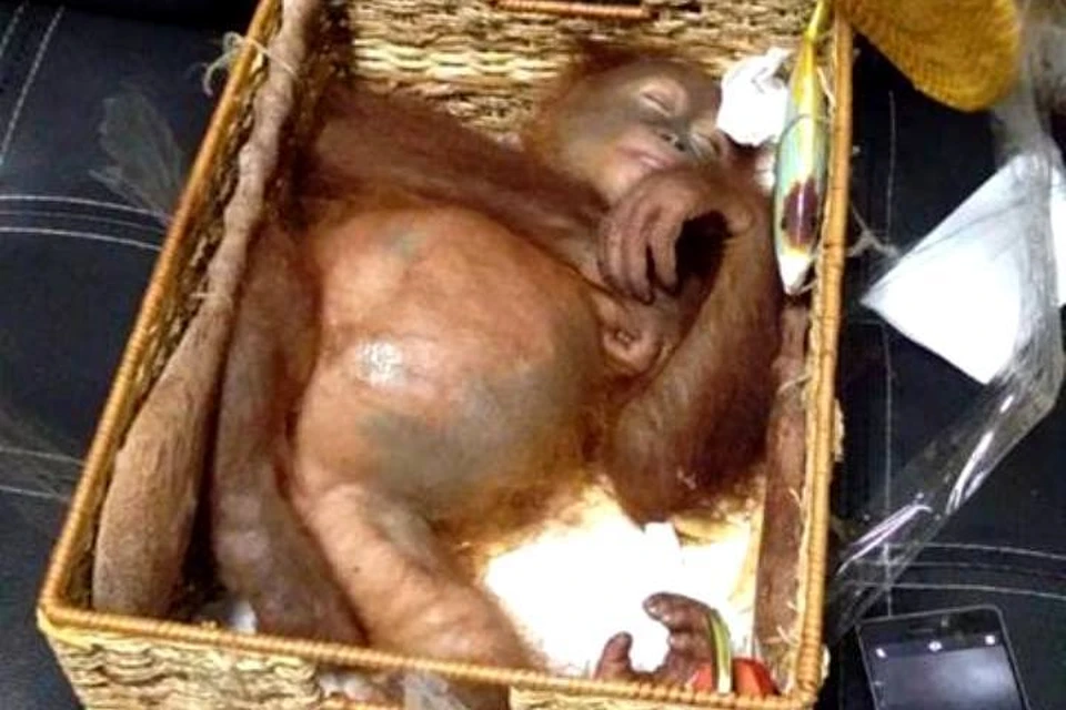 Малыш-орангутан мирно спал в ротанговой корзине. Фото: Indonesian Wildlife Foundation