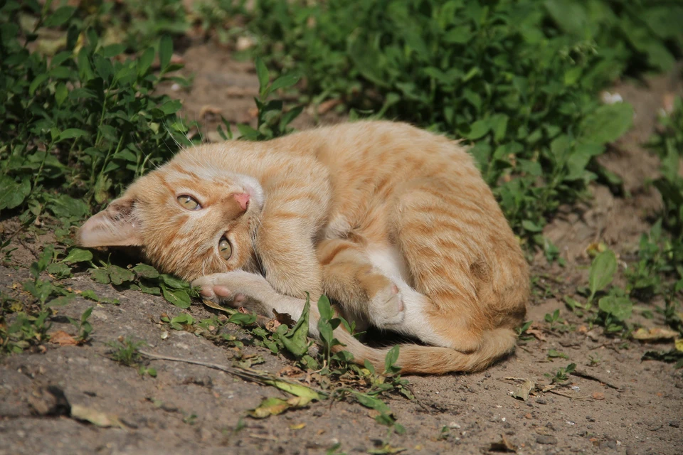 Кошка упала с дивана после наркоза