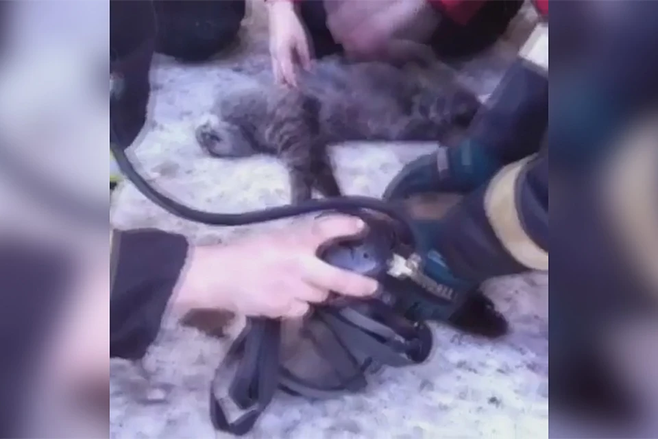 Спасибо вам, добрые сердца! В Магадане пожарные «откачали» двух котов, задохнувшихся в дыму пожара