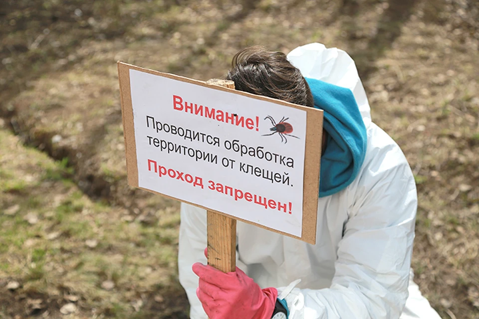В Красноярске зафиксировано уже 11 случаев присасывания клещей