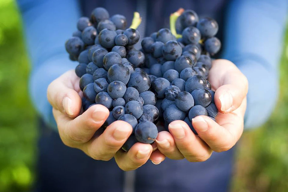 В прошлом сезоне в Анапе было собрано 17 тысяч тонн винограда. Среди хозяйств края курорт занимает лидирующие позиции. Фото facebook.com/anapakurort