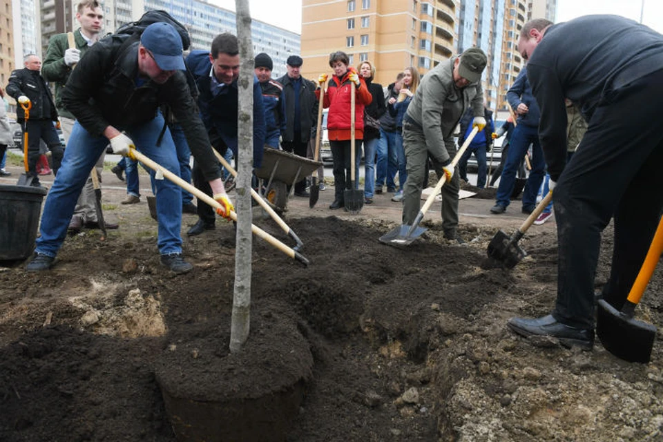 Посадка деревьев в Мурино началась ранним утром 20 апреля. Фото: пресс-служба правительства Ленинградской области.
