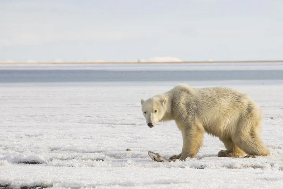 Медведя, приплывшего на льдине на Камчатку, отправили домой на Чукотку. Фото: Леонид Шелапугин