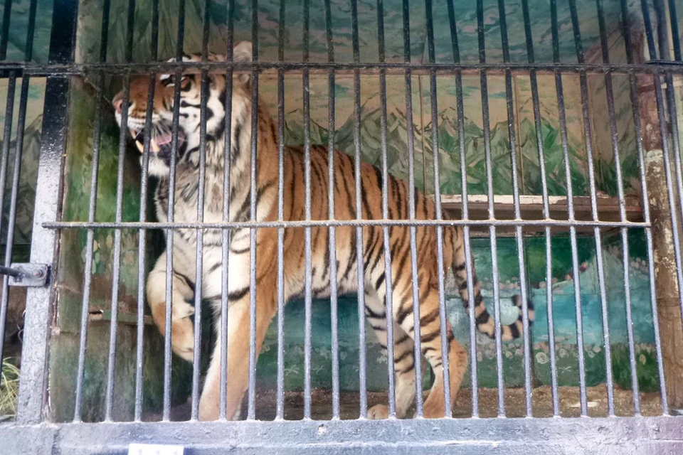 Амурские тигры занесены в Красную книгу, поэтому на их вывоз нужно специальное разрешение
