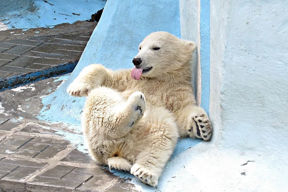 Зоопарк новосибирск белые медведи. Новосибирский зоопарк белые медведи. Новосибирский зоопарк медвежата.