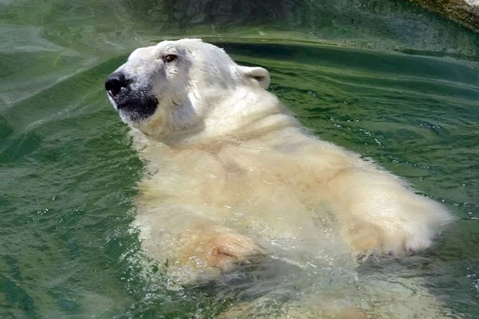 Белые медведи не любят жару