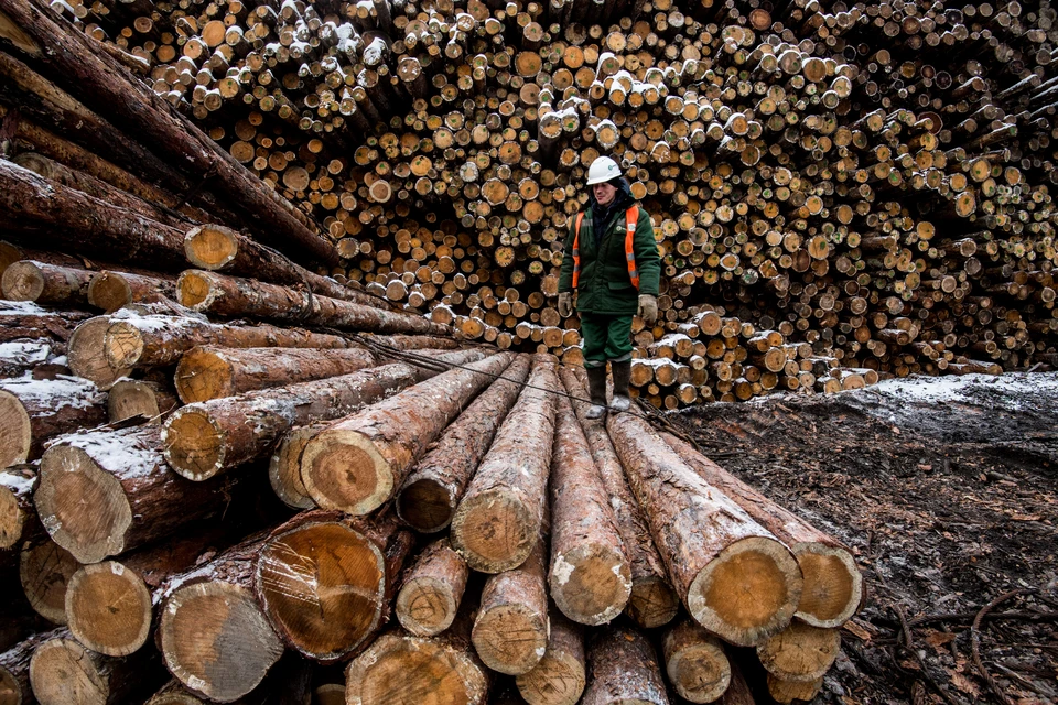 Новые законопроекты, направлены на совершенствование системы контроля за оборотом древесины.