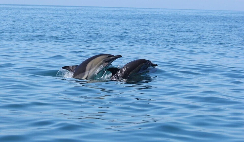 ФОТО:центр спасения дельфинов «Дельфа»
