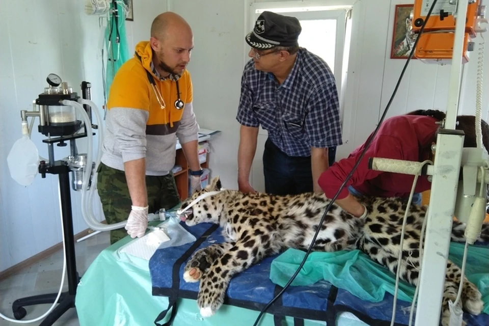 Специалисты осмотрели леопарда в седьмой раз. Фото: МРОО «Центр «Тигр»