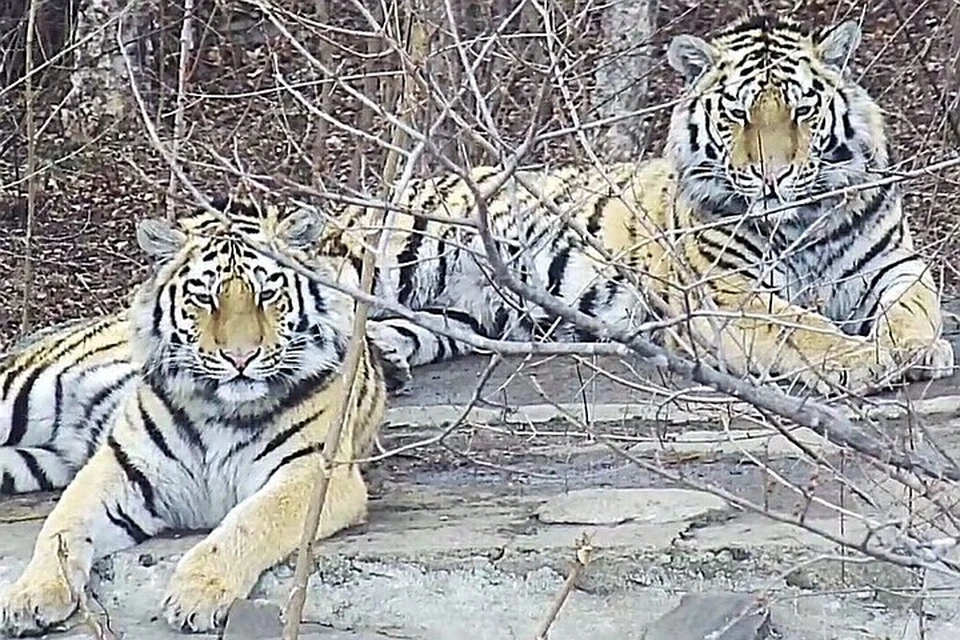 Тигры Павлик и Елена Фото: МРОО «Центр «Тигр»