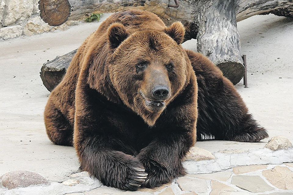 Оказывается, смотрители зоопарка постоянно выгребают из бассейна медведицы мусор