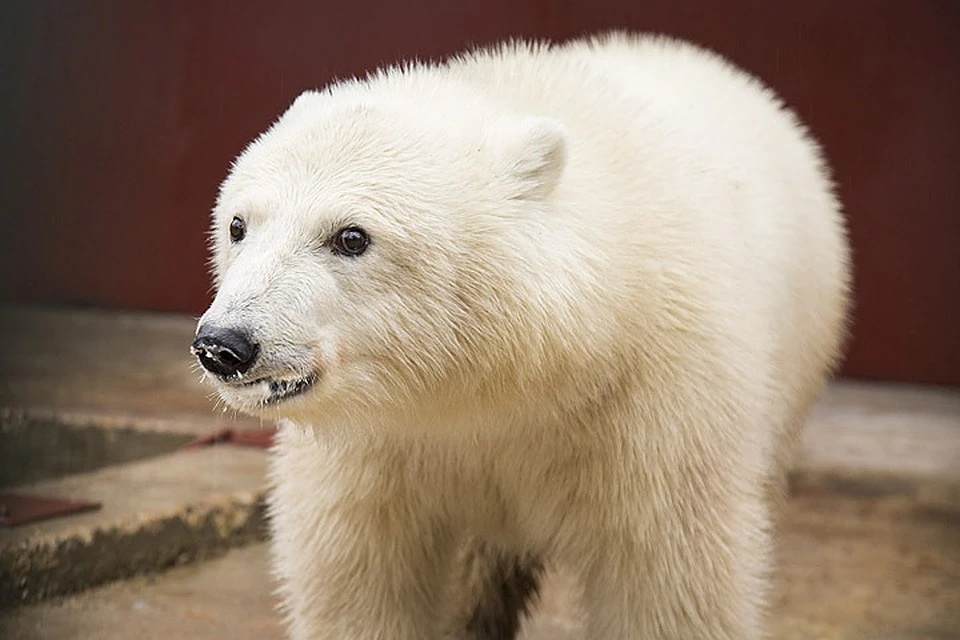 В московском зоопарке сотрудница остановила белого медведя веником и совком. Фото: ГАУ "Московский зоопарк"