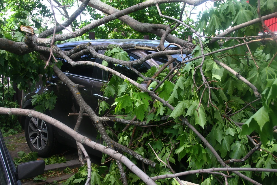 Ветер сегодня в Волгограде "колыхал арматуру" и гнул деревья. А ведь предупреждали о непогоде.