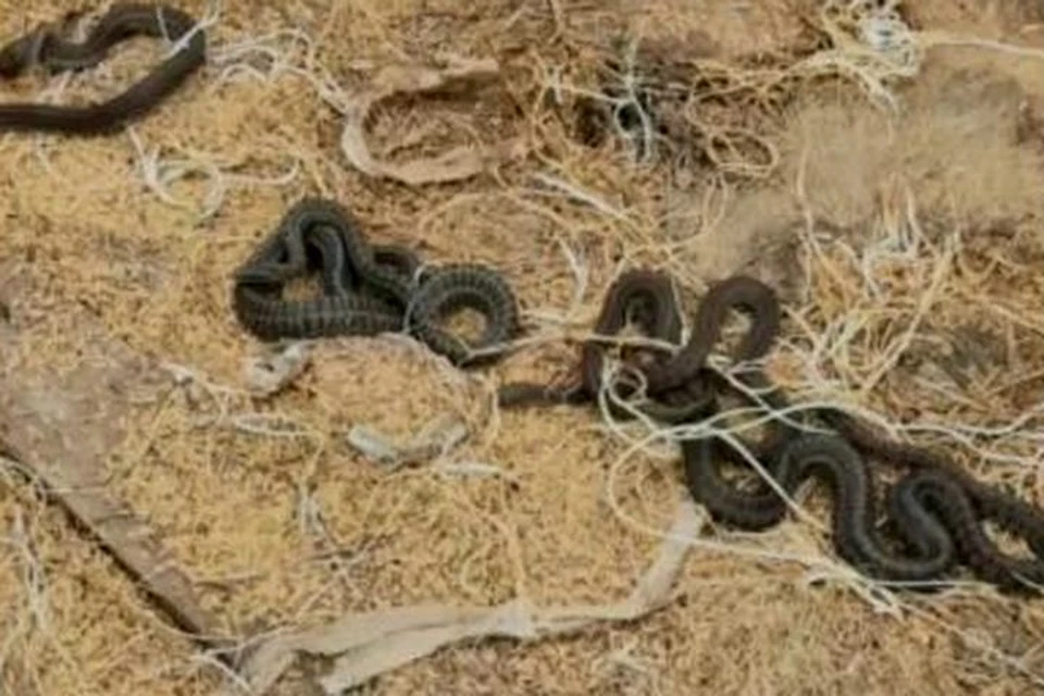 Местные жители потревожили змей