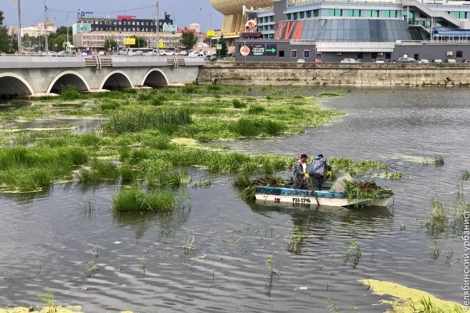 Растения на реке в центре города убирают вручную. Фото: Челябинский урбанист