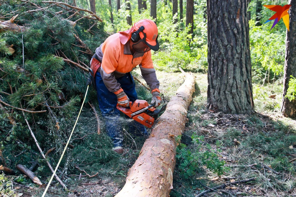 Нижегородский депутат сколотил лесозаготовочную бригаду и вырубил около 300 деревьев.